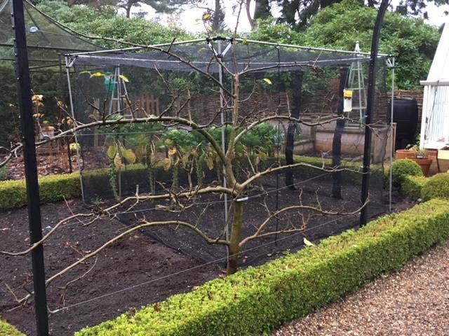 apple espalier winter